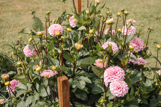 Custom Order for Abigail Chamberlain